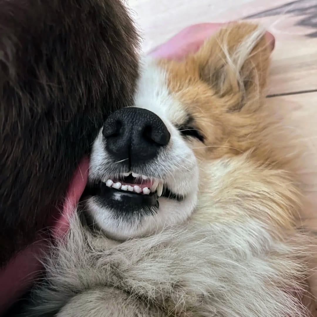 Post 4 by Mr. John the Fluff on Instagram (image)