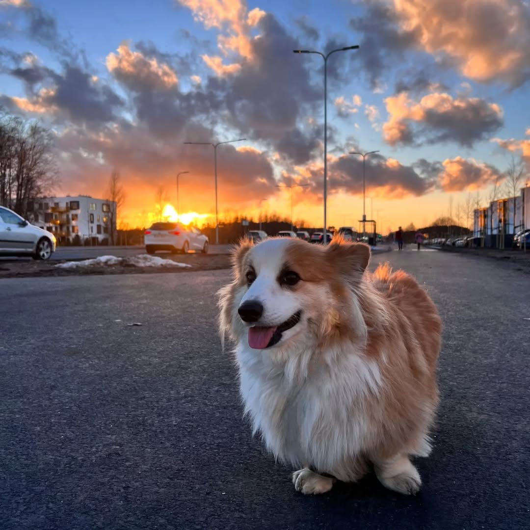Post 8 by Mr. John the Fluff on Instagram (image)