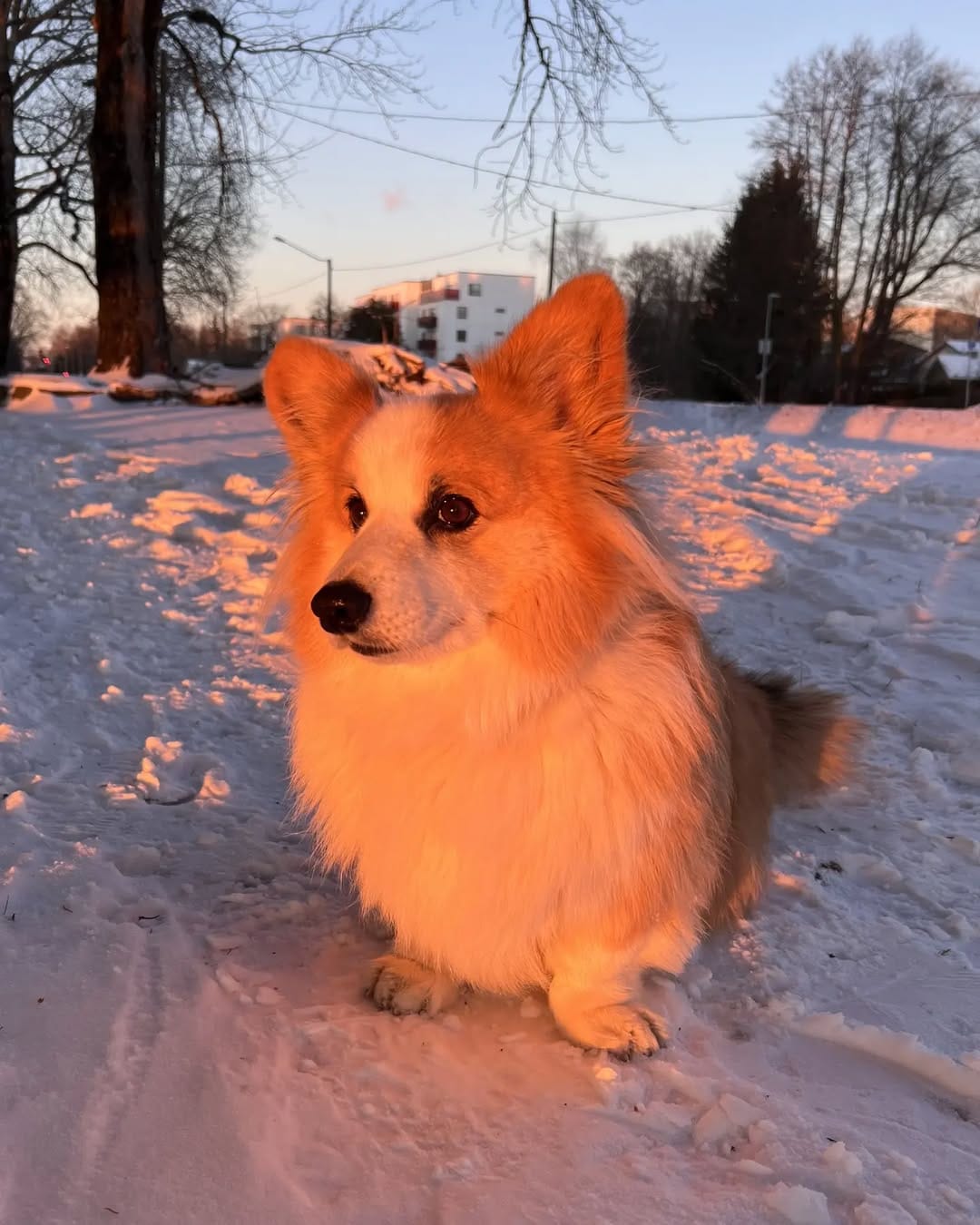 Post 9 by Mr. John the Fluff on Instagram (image)