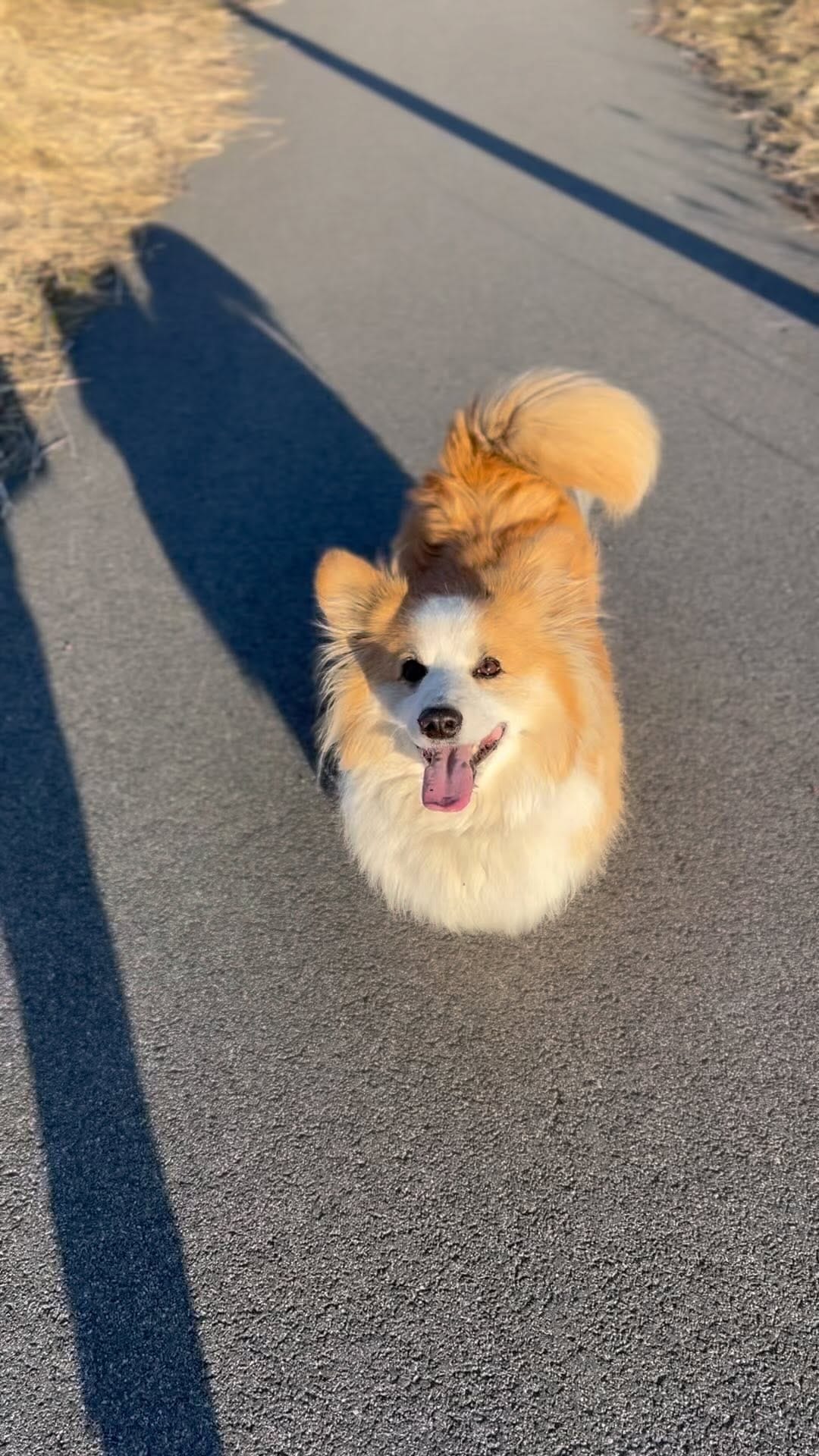 Post 2 by Mr. John the Fluff on Instagram (video)