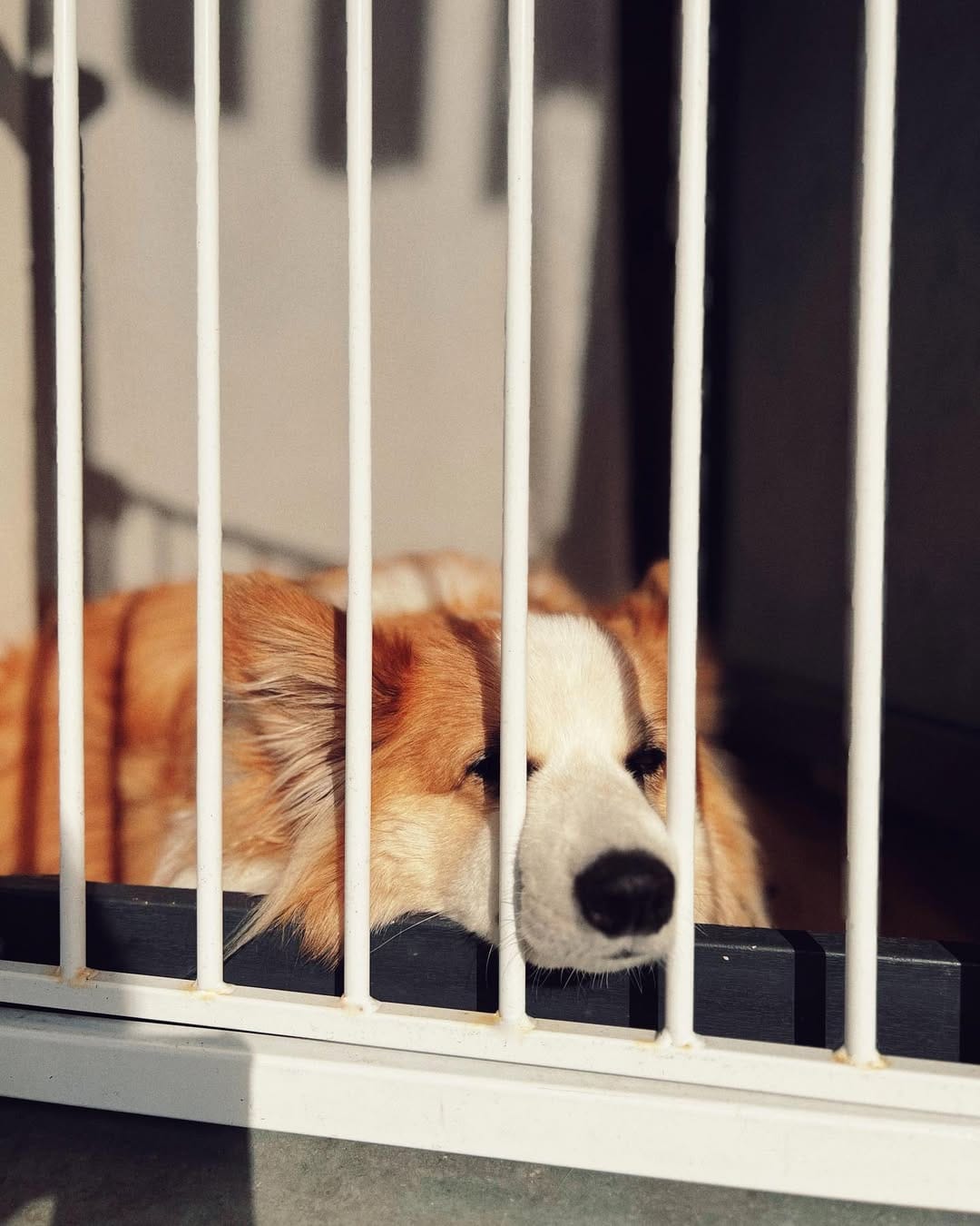 Post 7 by Mr. John the Fluff on Instagram (image)