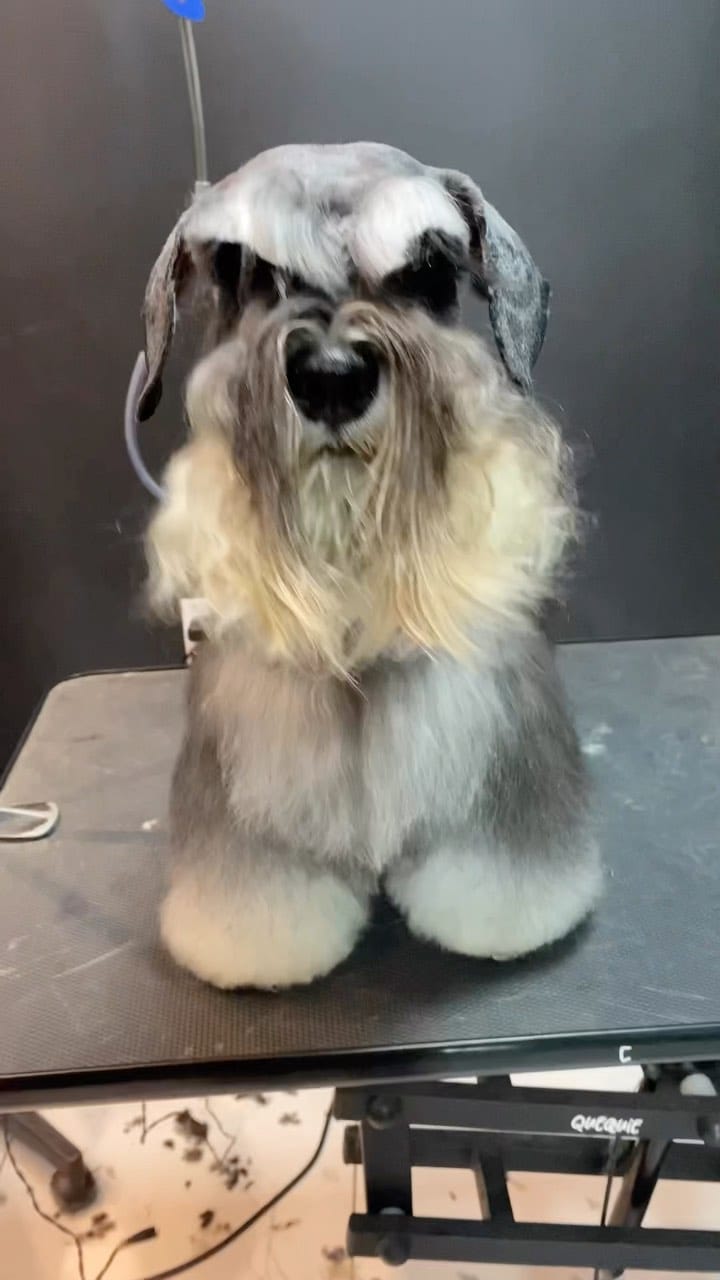 Post 10 by Patrícia Feitosa Teles on Instagram (video)