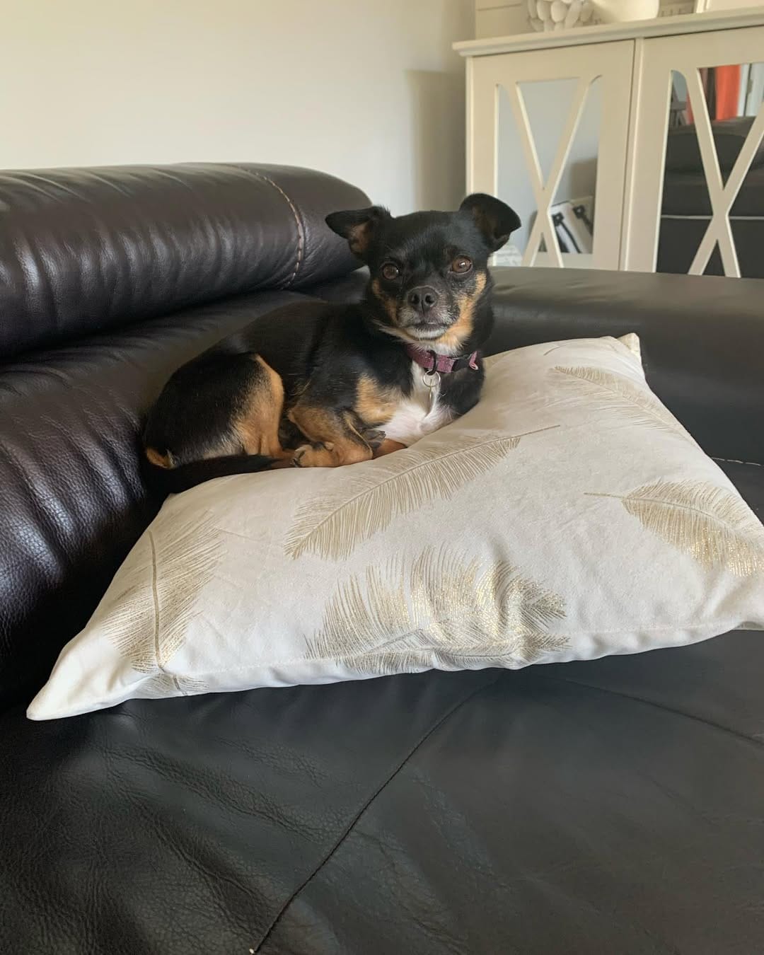Post 4 by Chihuahua 🐶 on Instagram (image)