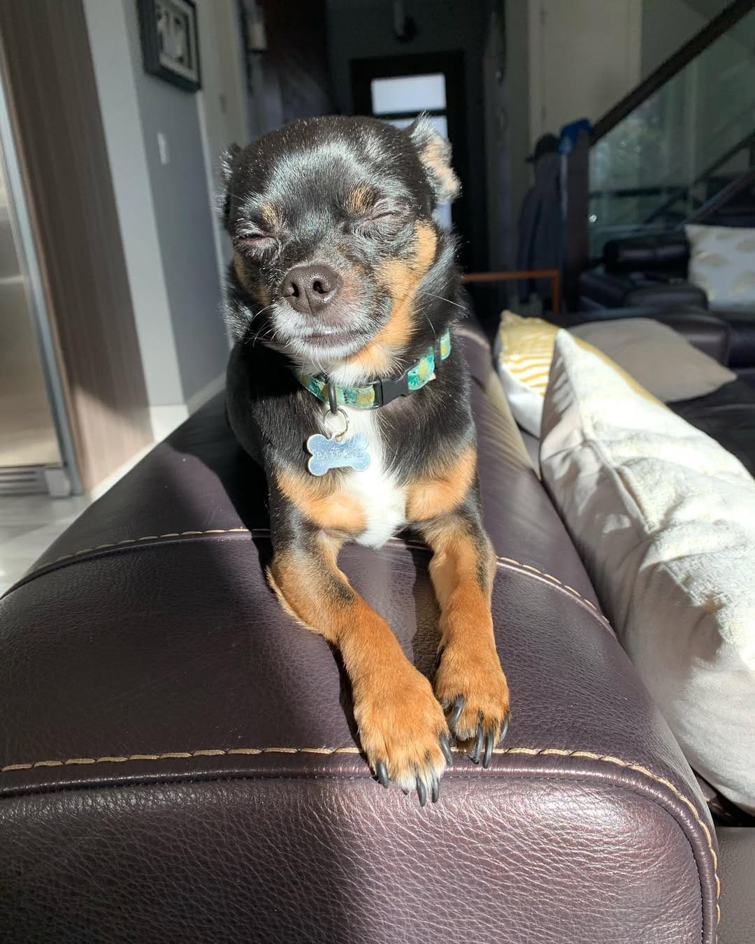 Post 6 by Chihuahua 🐶 on Instagram (carousel)