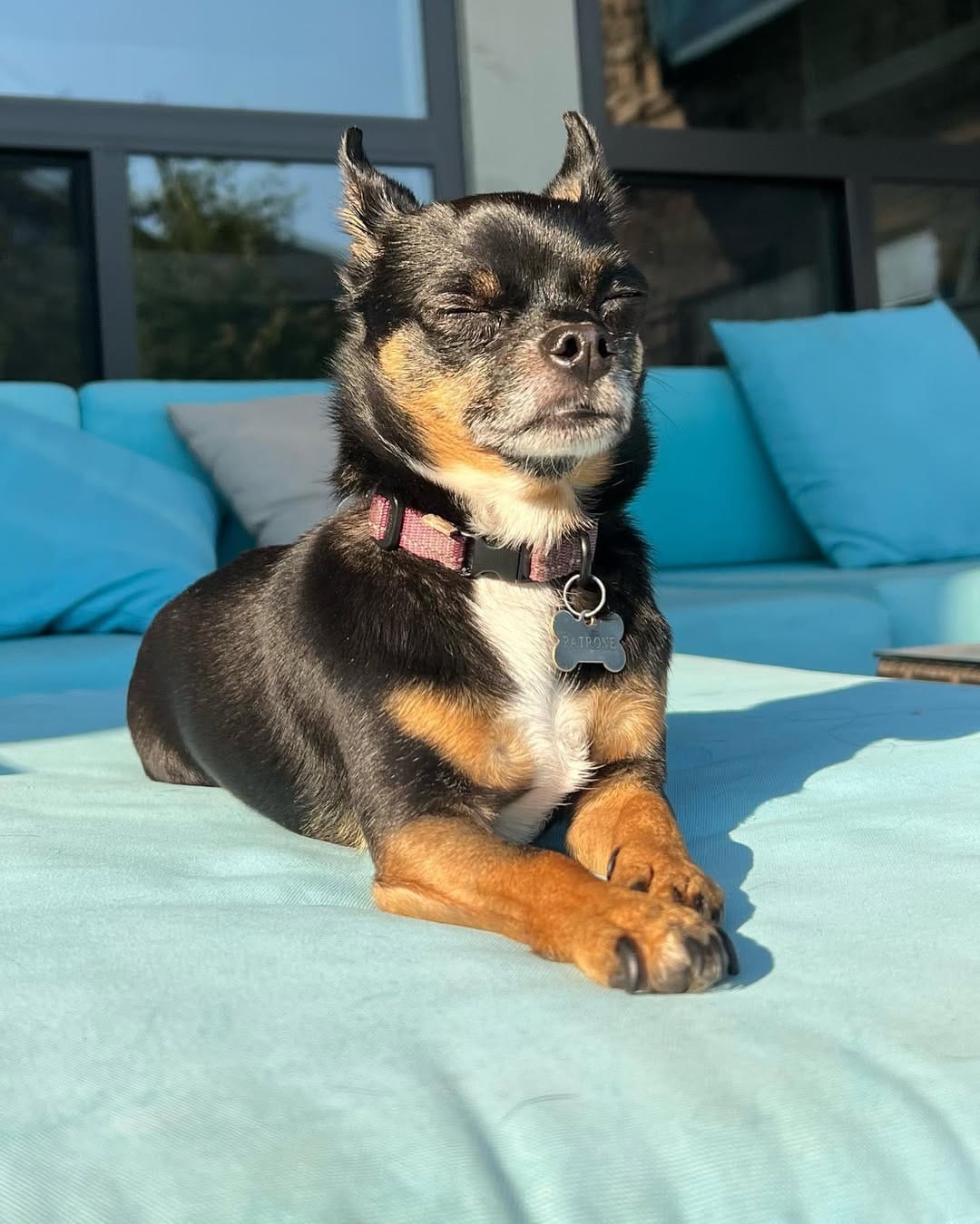 Post 1 by Chihuahua 🐶 on Instagram (carousel)