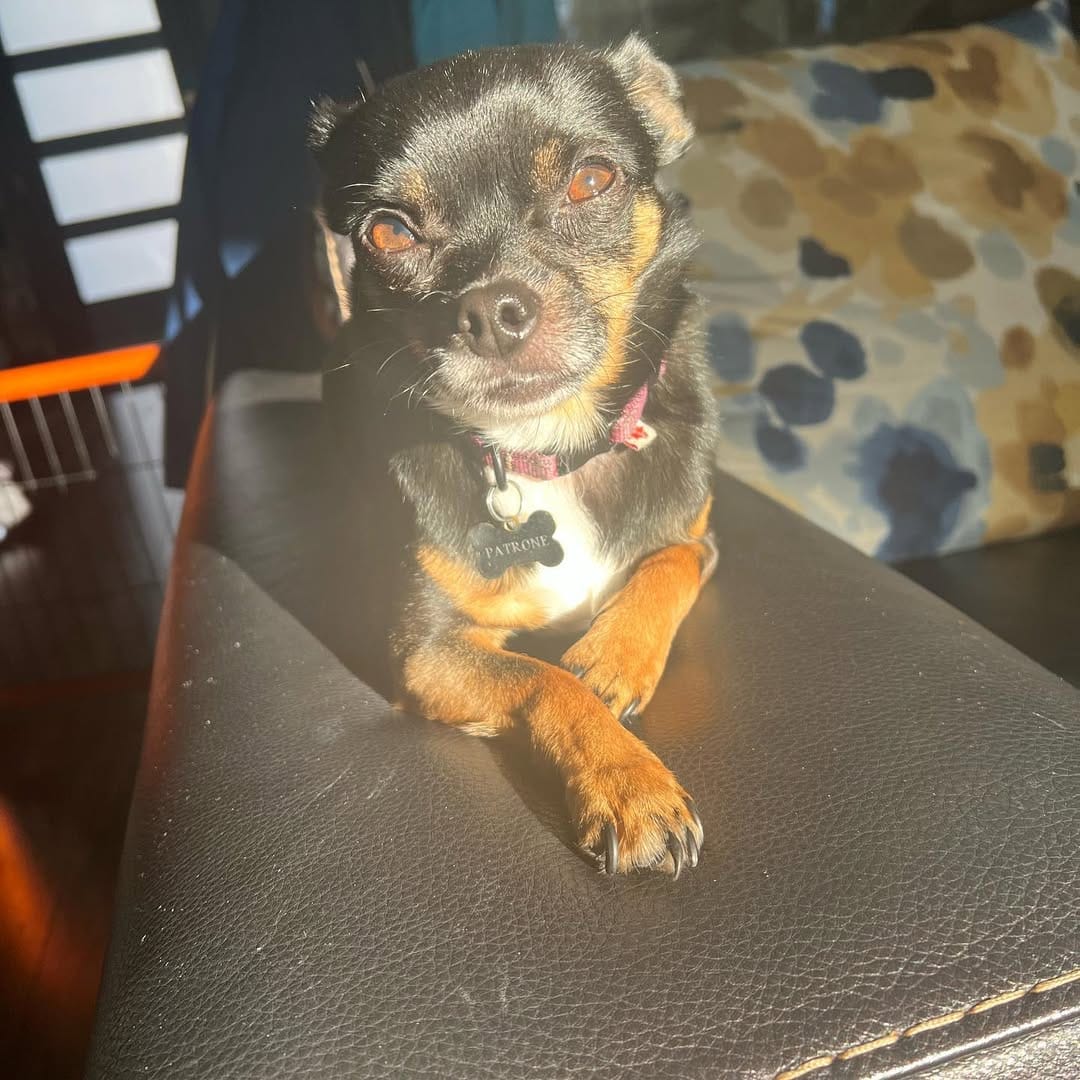 Post 3 by Chihuahua 🐶 on Instagram (carousel)