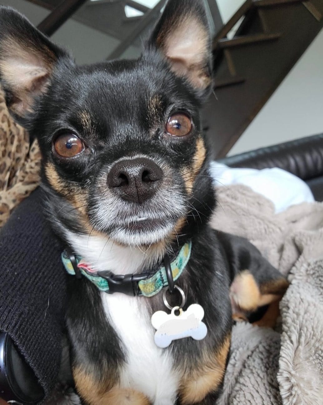 Post 7 by Chihuahua 🐶 on Instagram (image)