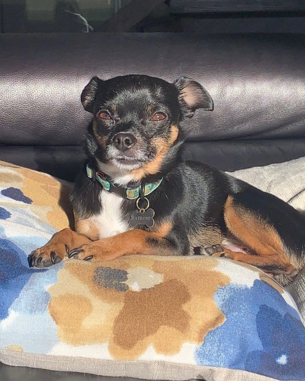 Post 8 by Chihuahua 🐶 on Instagram (image)