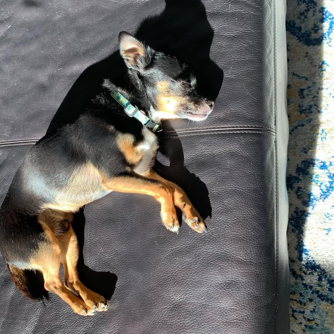 Post 10 by Chihuahua 🐶 on Instagram (carousel)