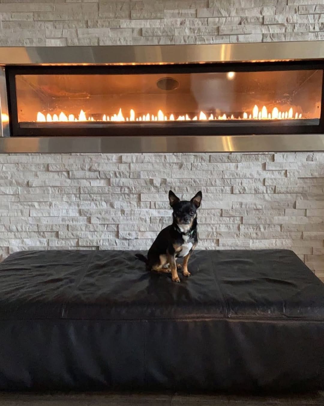 Post 5 by Chihuahua 🐶 on Instagram (image)