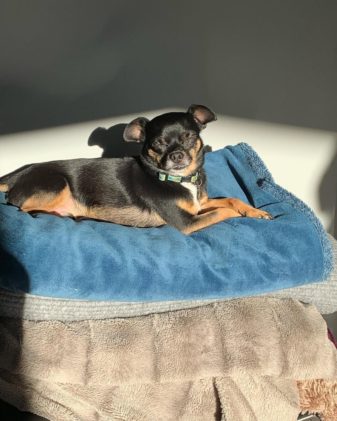 Post 9 by Chihuahua 🐶 on Instagram (carousel)