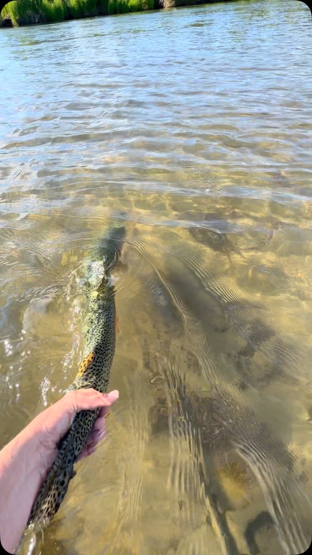 Post 10 by Camille Egdorf McCormick on Instagram (video)