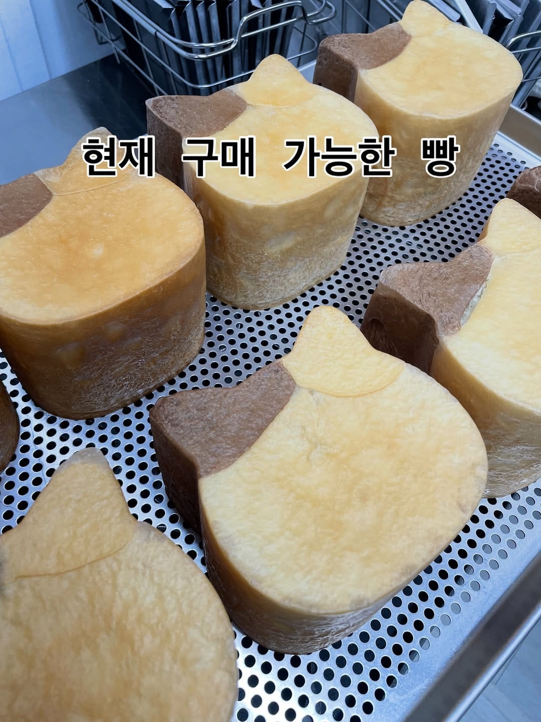 Post 1 by 크렘봉봉, 베이커리(소금빵/생식빵(고양이식빵)/베이글) on Instagram (image)