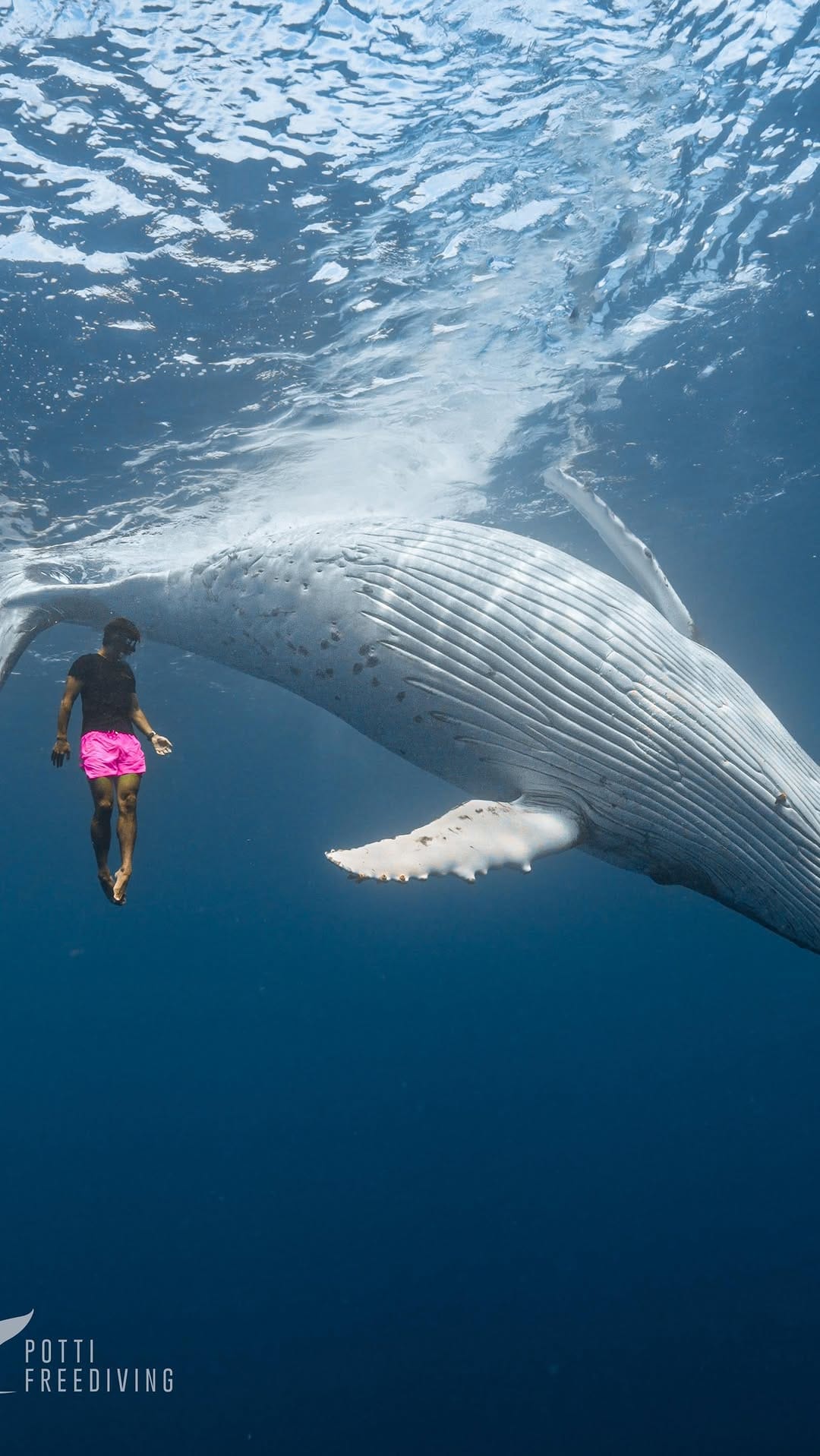 Post 9 by Potti Lau on Instagram (video)