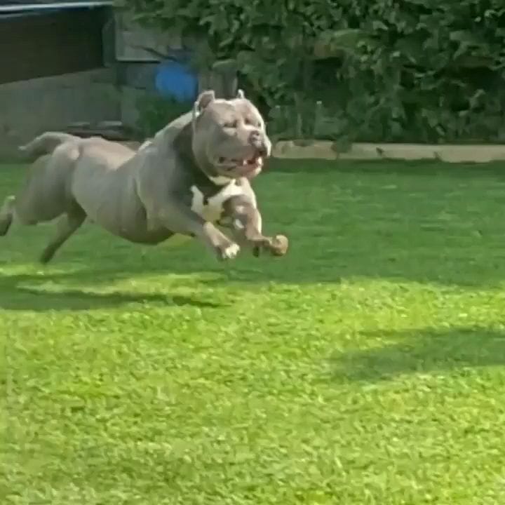 Post 1 by we love american bullys on Instagram (video)