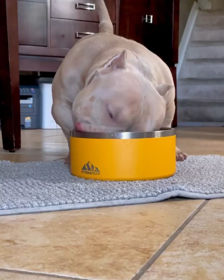 Post 4 by we love american bullys on Instagram (video)