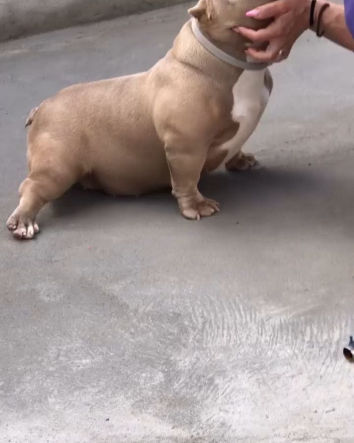 Post 10 by we love american bullys on Instagram (video)