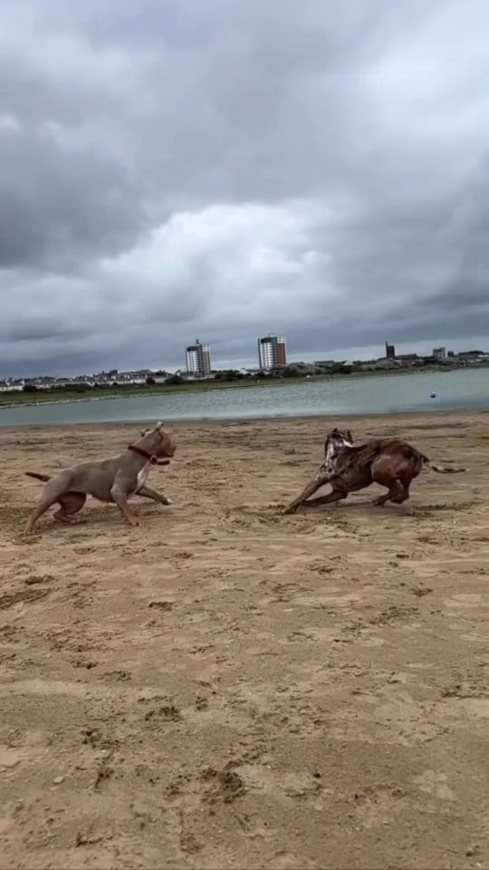 Post 2 by we love american bullys on Instagram (video)