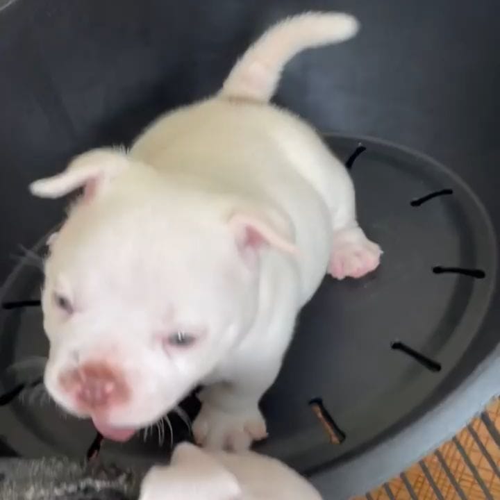 Post 8 by we love american bullys on Instagram (video)