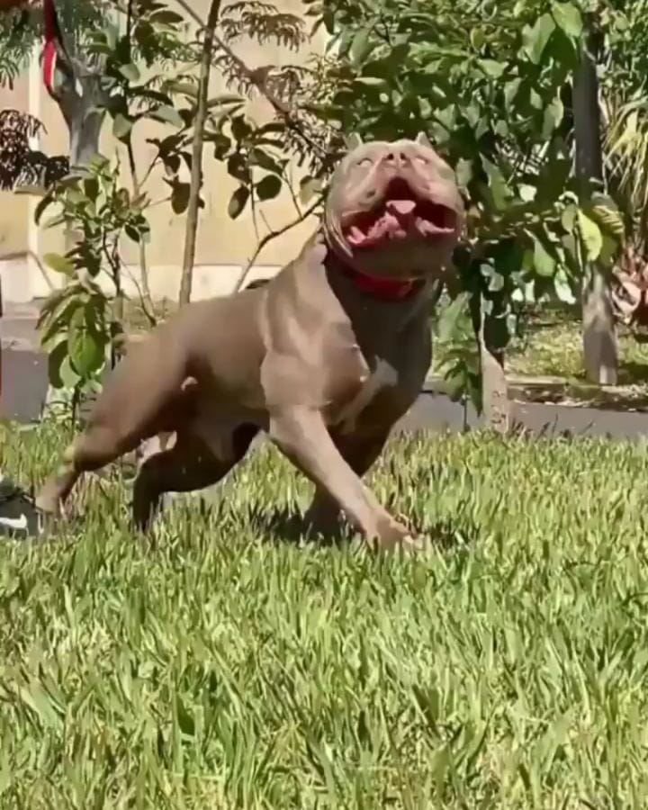 Post 5 by we love american bullys on Instagram (video)