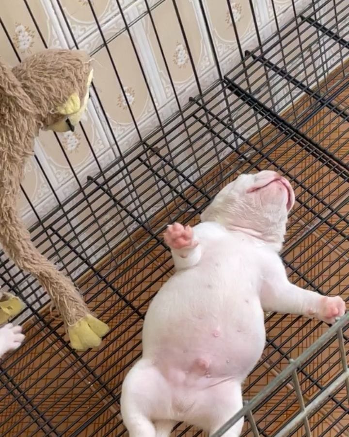 Post 7 by we love american bullys on Instagram (video)