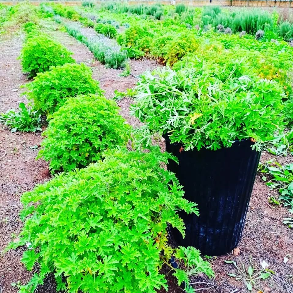 Post 6 by Aroma Land on Instagram (image)