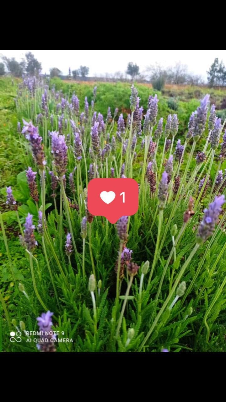 Post 3 by Aroma Land on Instagram (video)