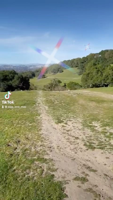 Post 5 by Zipp_and_Max on Instagram (video)