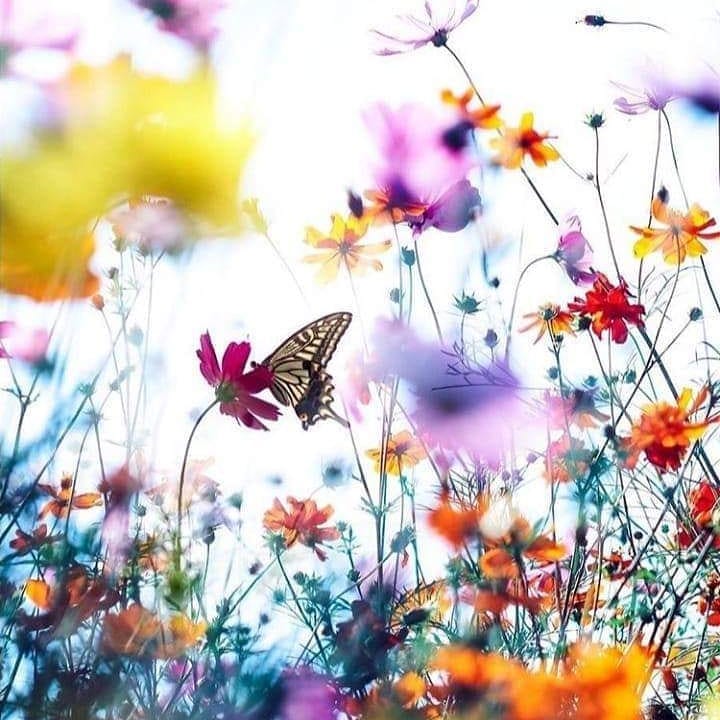 Post 6 by Els Wauters on Instagram (image)