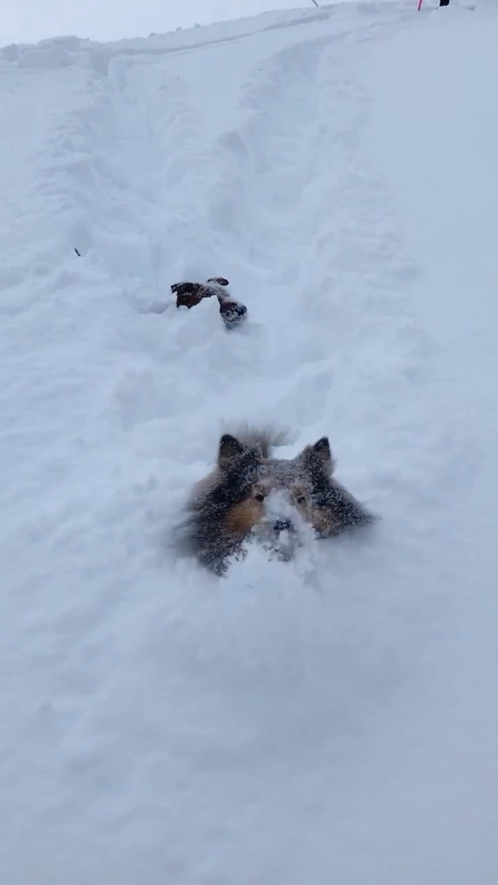 Post 8 by O'Hiss On Wheels on Instagram (video)