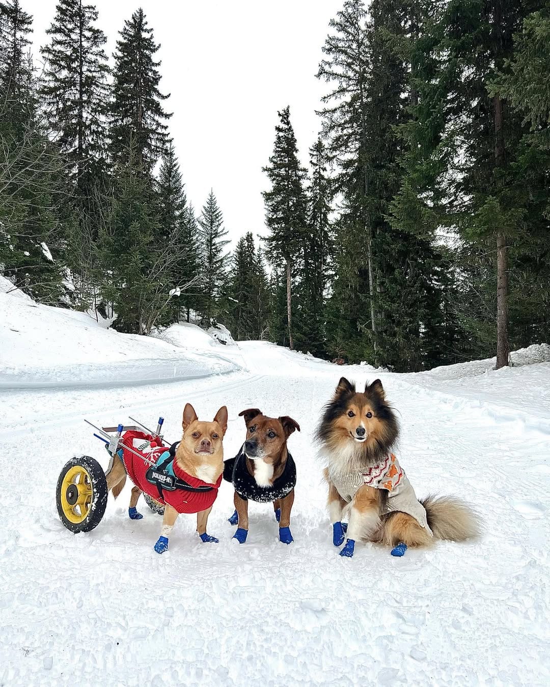 Post 1 by O'Hiss On Wheels on Instagram (carousel)