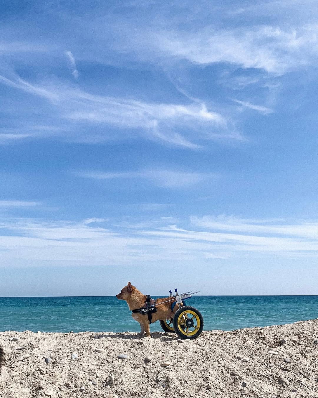 Post 4 by O'Hiss On Wheels on Instagram (image)