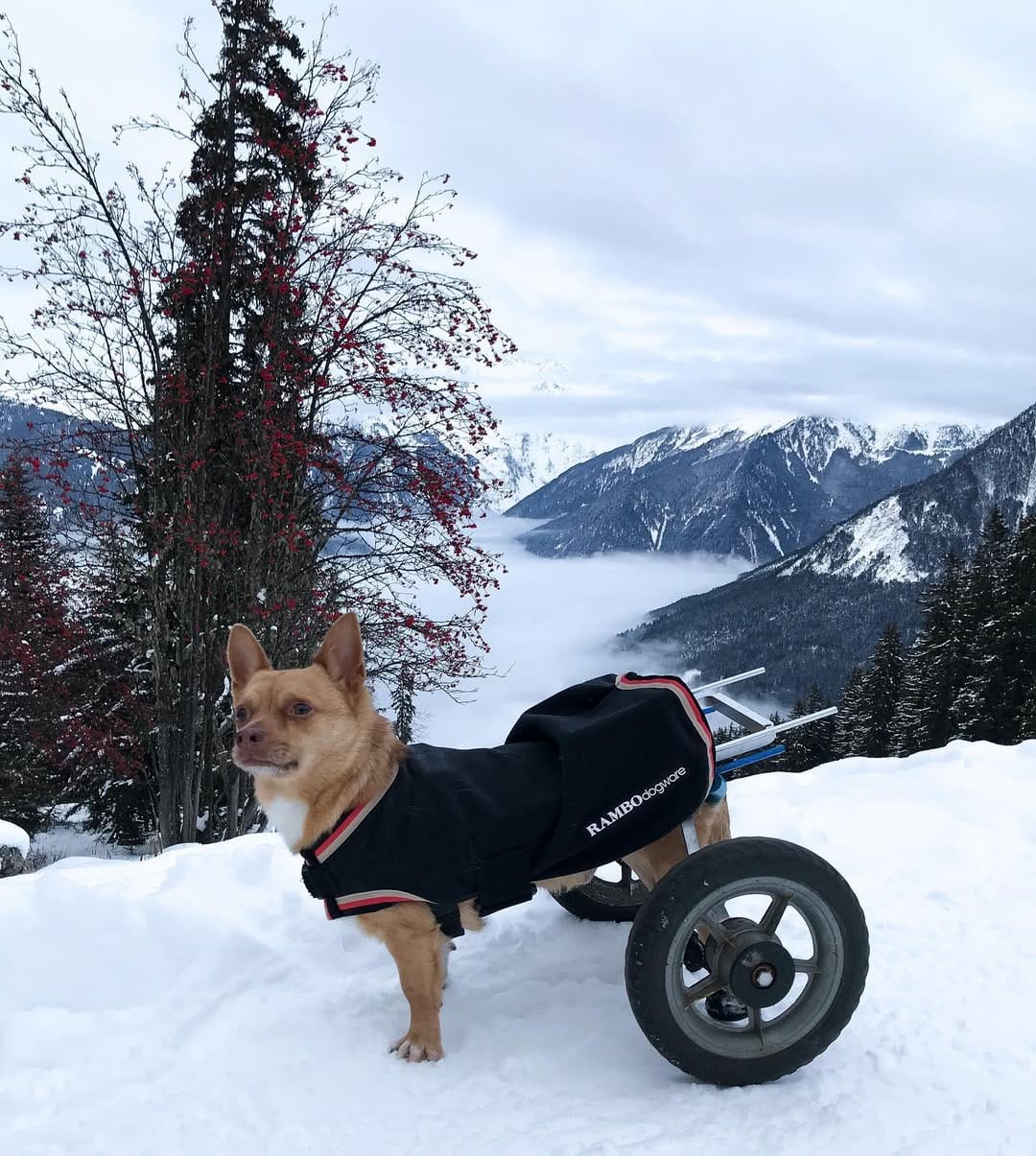 Post 9 by O'Hiss On Wheels on Instagram (image)