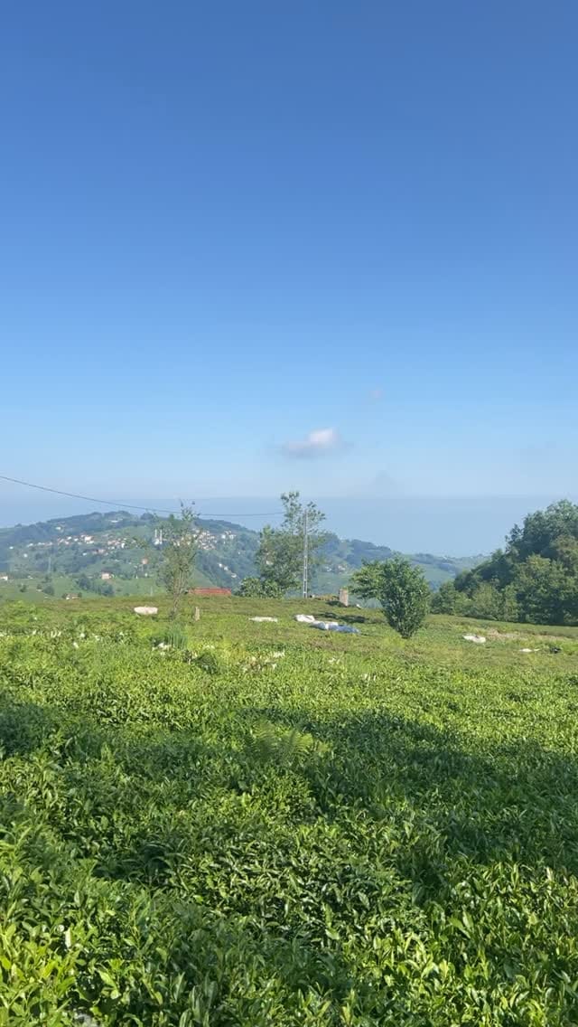 Post 5 by Asuman Alkılıç on Instagram (video)