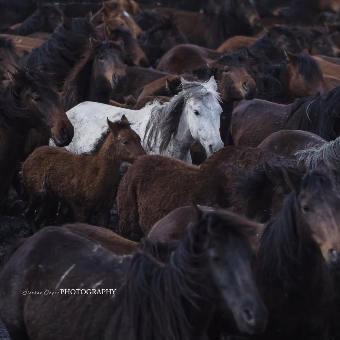 Post 6 by Serdar Özger on Instagram (image)