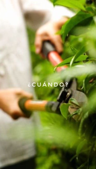 Post 1 by Creacionismo • Paisajismo & Interiorismo Verde on Instagram (video)