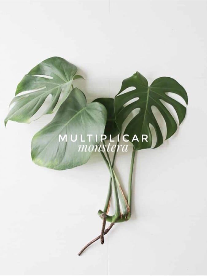 Post 7 by Creacionismo • Paisajismo & Interiorismo Verde on Instagram (carousel)