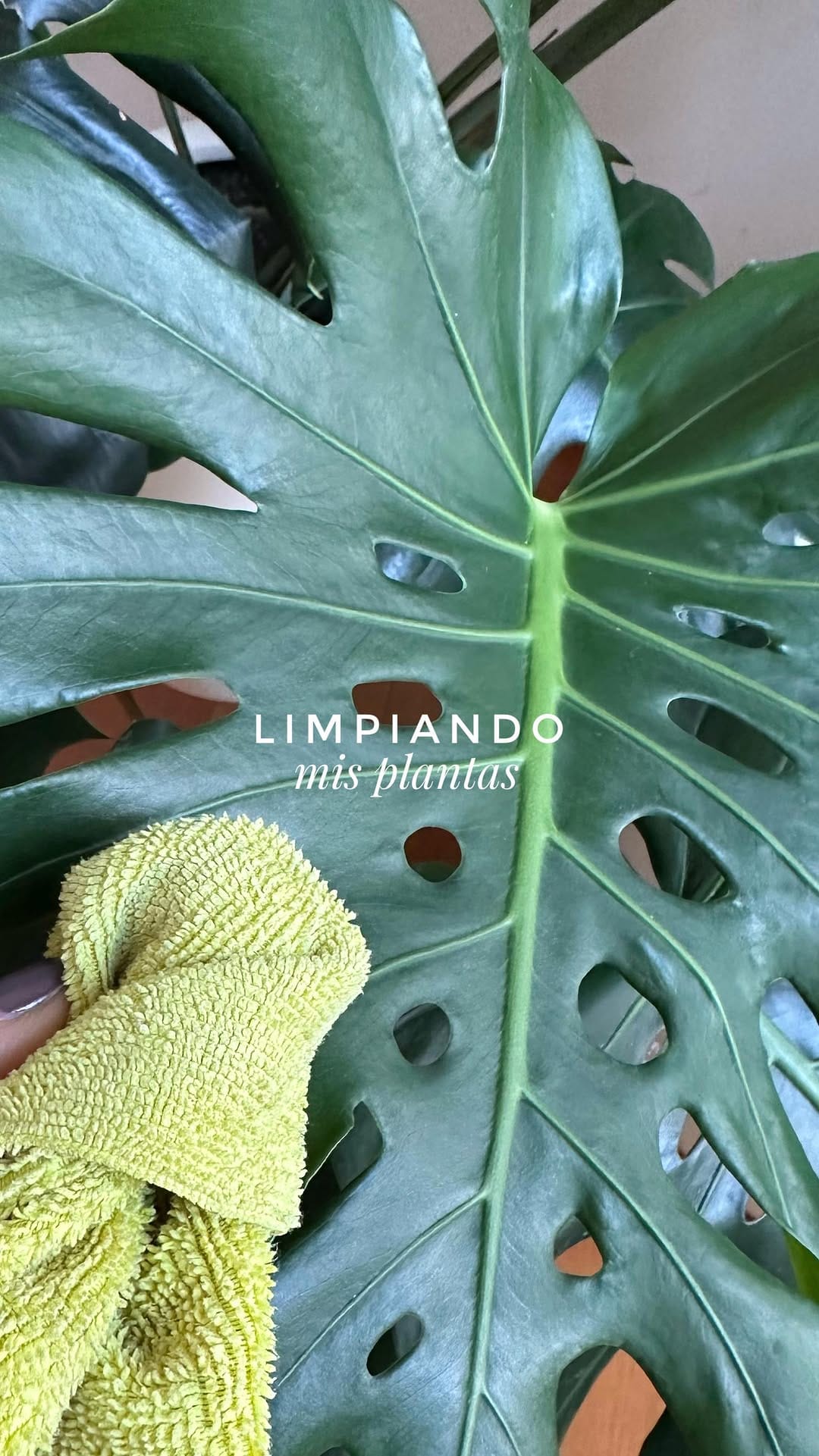 Post 2 by Creacionismo • Paisajismo & Interiorismo Verde on Instagram (video)