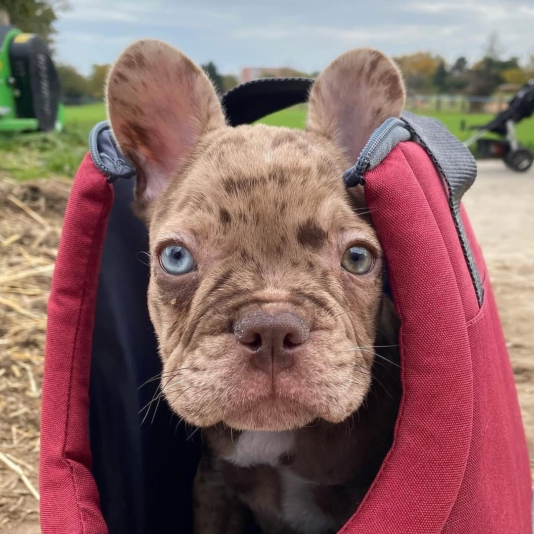 Post 1 by Beni bully on Instagram (image)