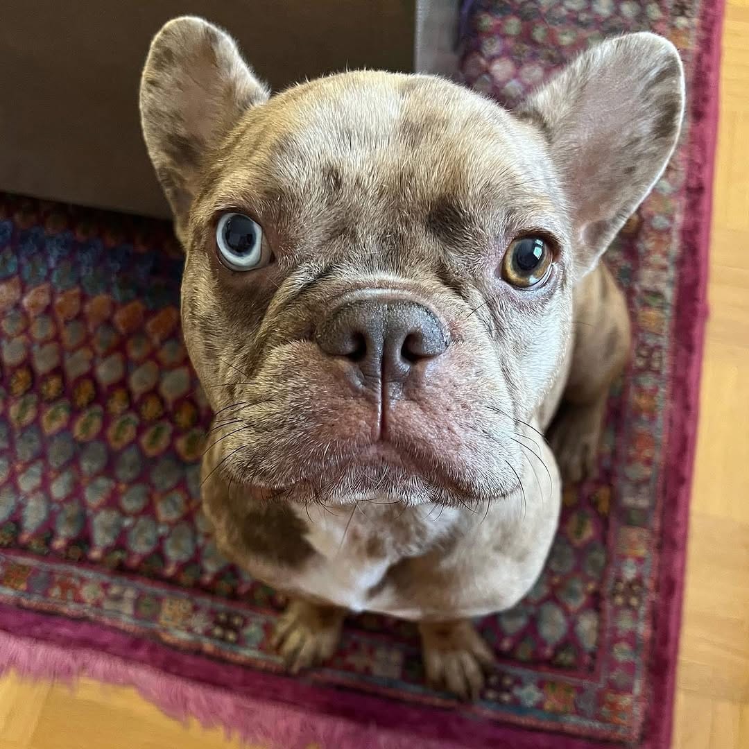 Post 2 by Beni bully on Instagram (image)