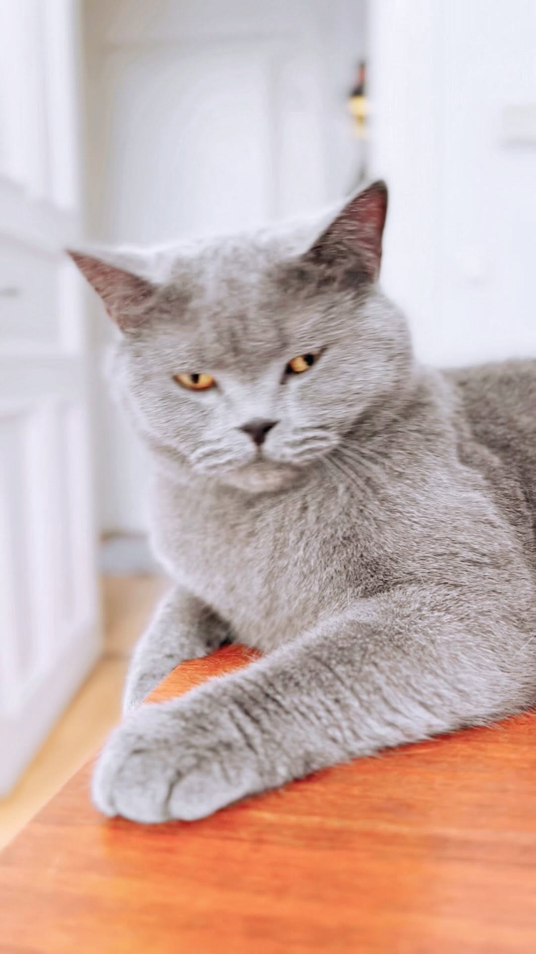Post 6 by Moli & Tiel on Instagram (video)