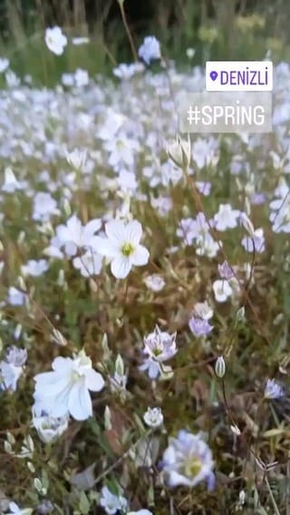 Post 6 by fatmaeyes 🌻🌾 on Instagram (video)