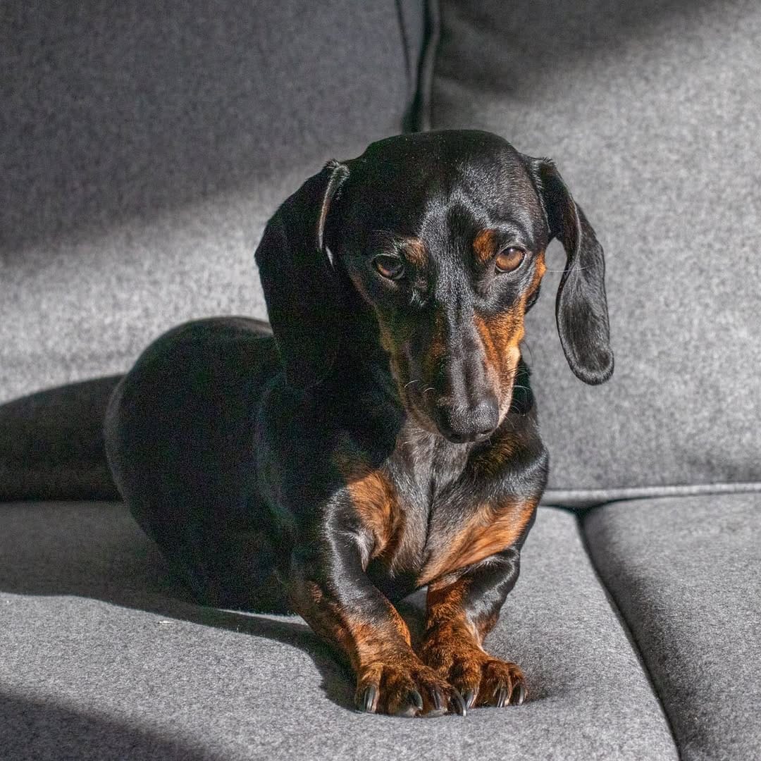 Post 2 by Mao 🌭 The Dachshund on Instagram (image)