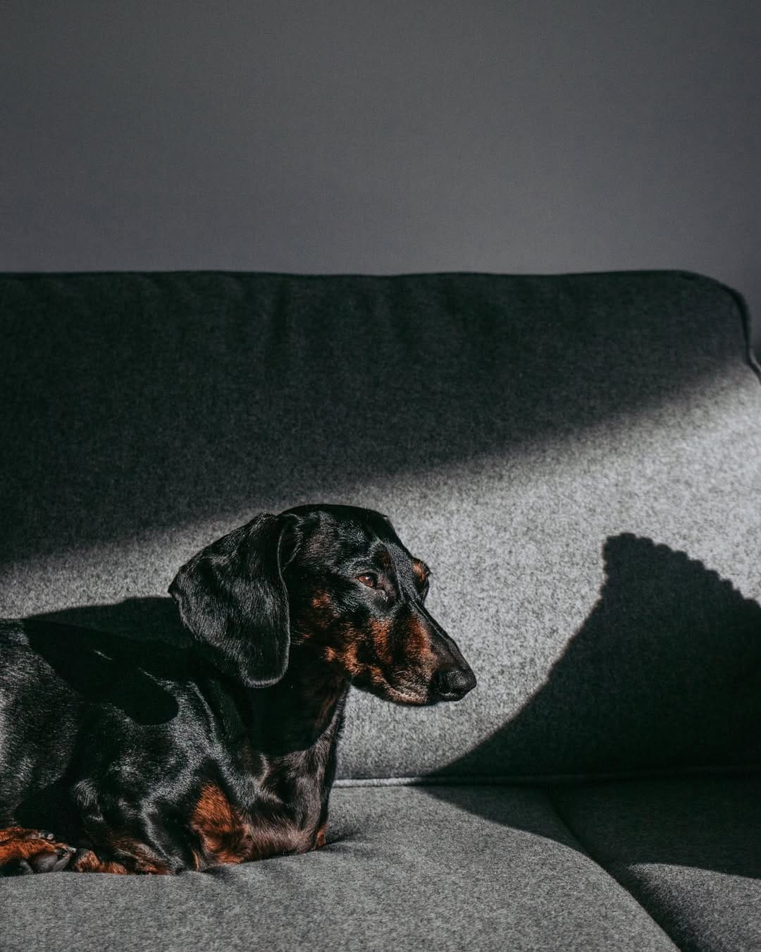 Post 3 by Mao 🌭 The Dachshund on Instagram (image)