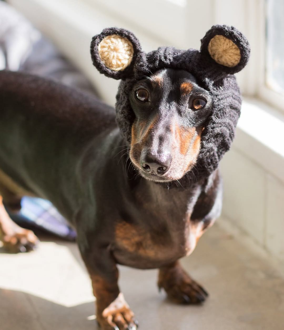 Post 6 by Mao 🌭 The Dachshund on Instagram (image)