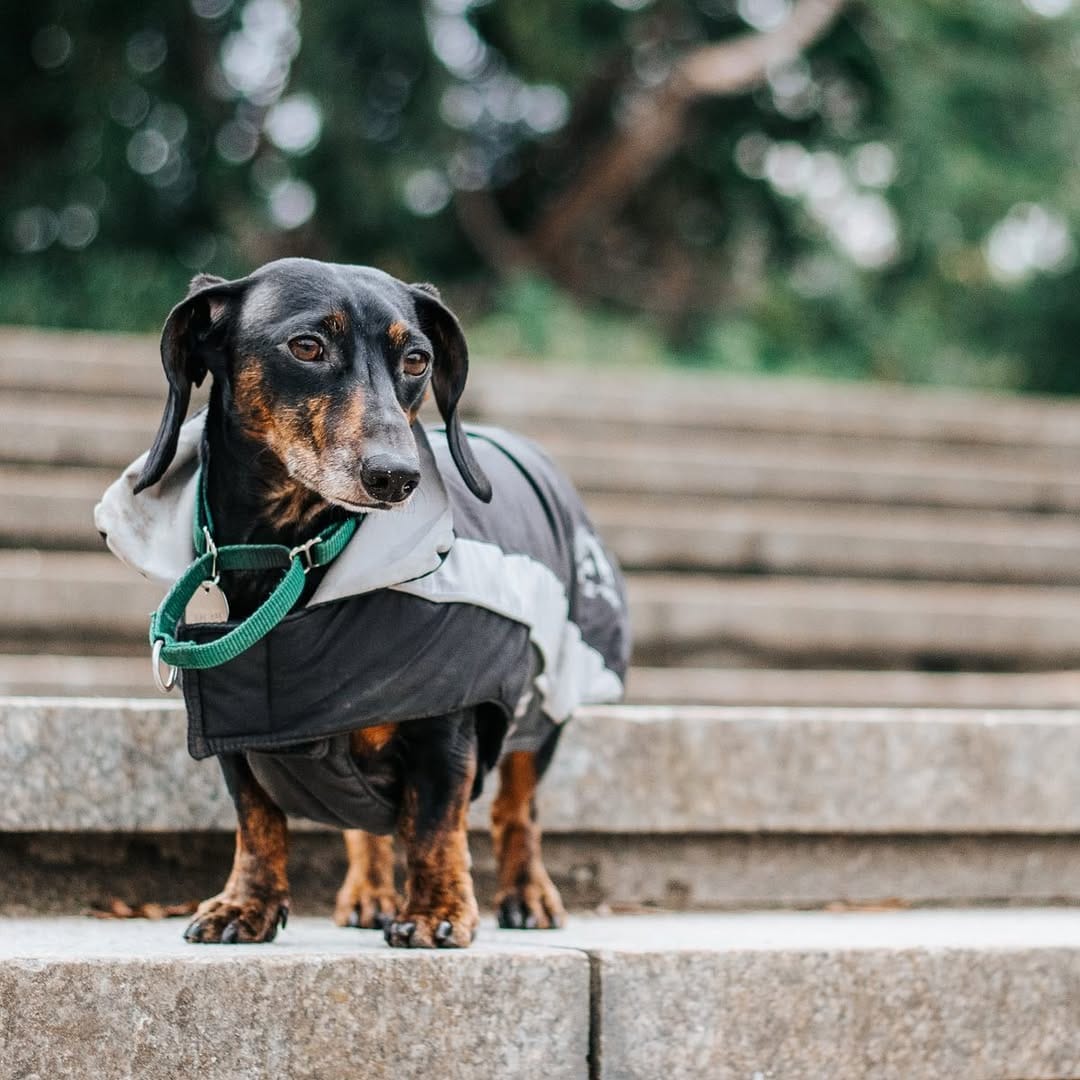 Post 8 by Mao 🌭 The Dachshund on Instagram (image)