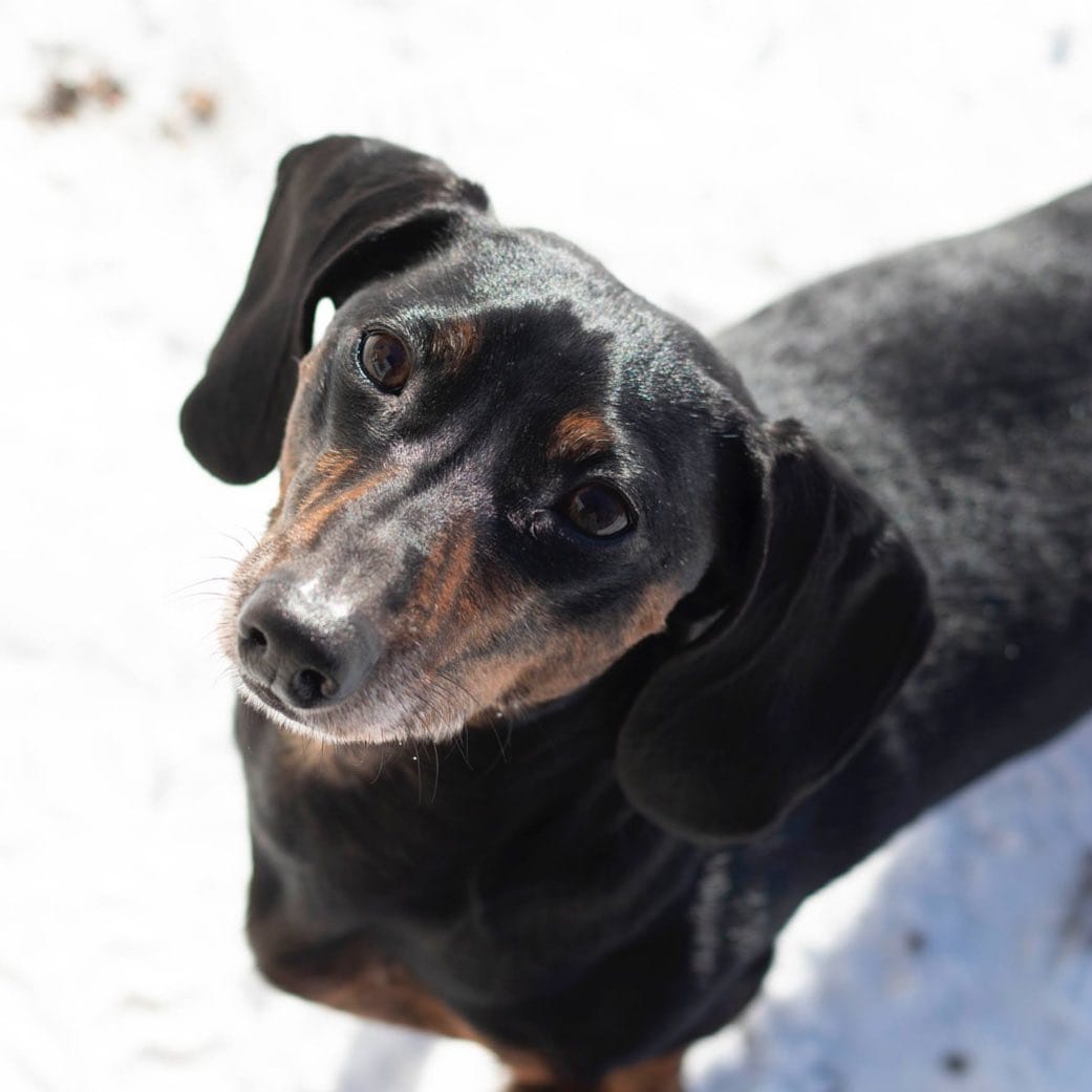 Post 5 by Mao 🌭 The Dachshund on Instagram (image)