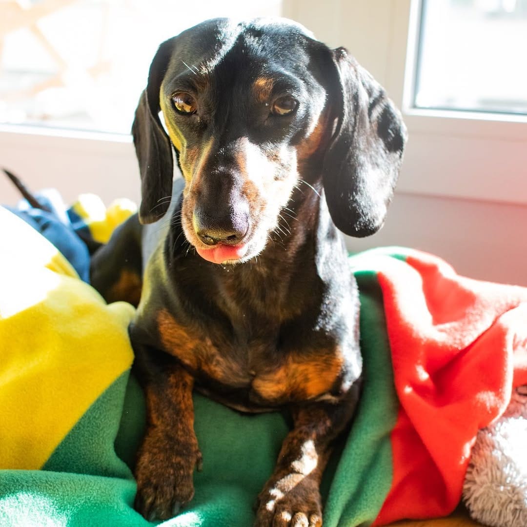 Post 9 by Mao 🌭 The Dachshund on Instagram (carousel)