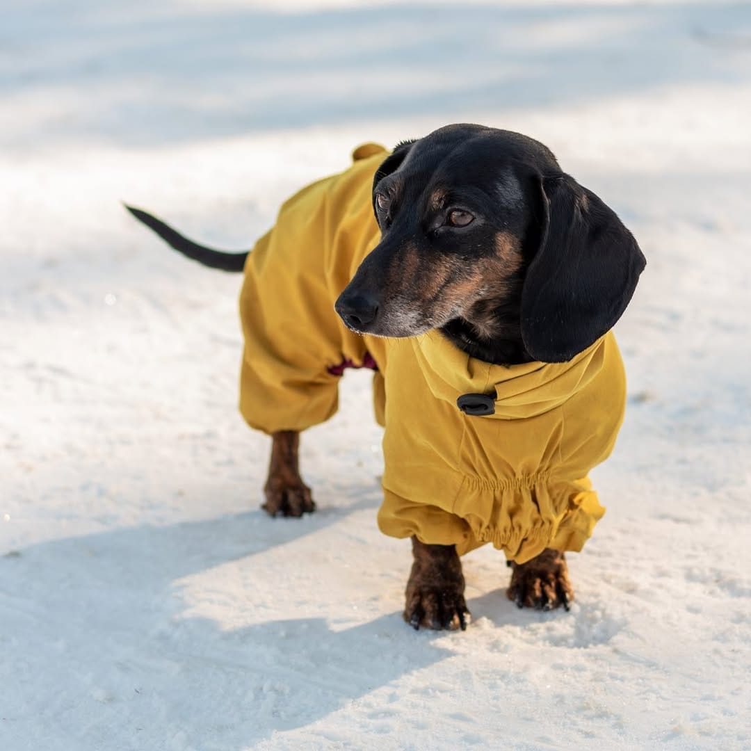 Post 4 by Mao 🌭 The Dachshund on Instagram (carousel)