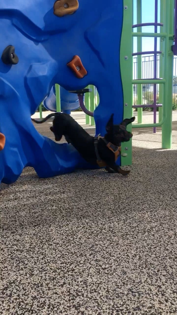 Post 10 by Mao 🌭 The Dachshund on Instagram (video)